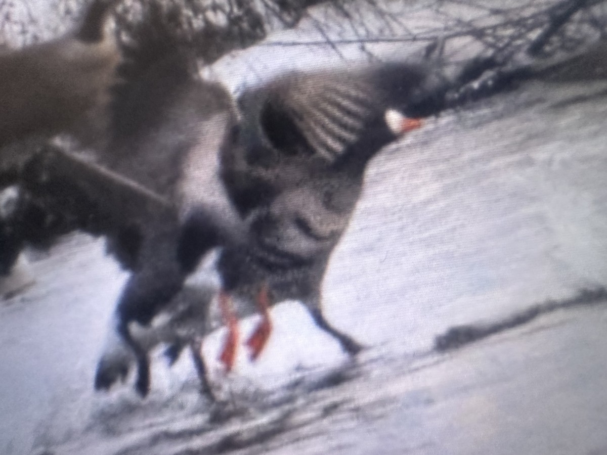 Greater White-fronted Goose - ML628716563