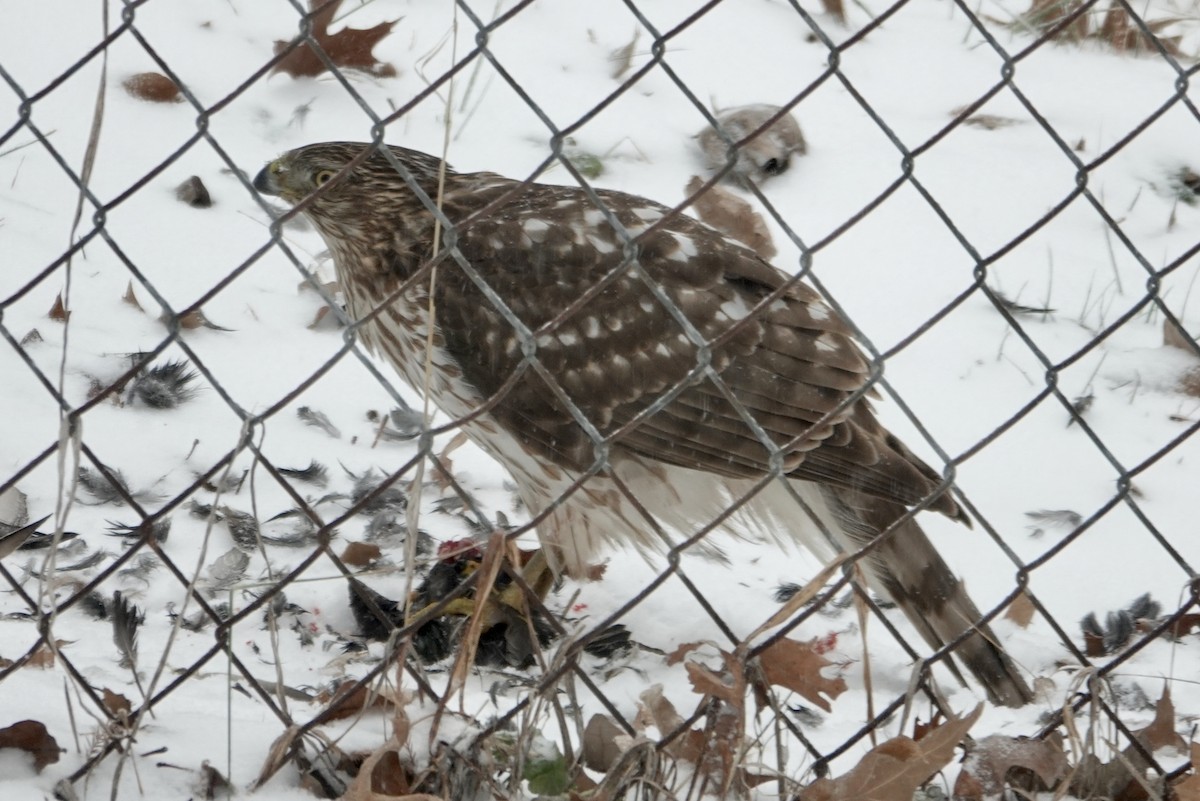 Cooper's Hawk - ML628716770
