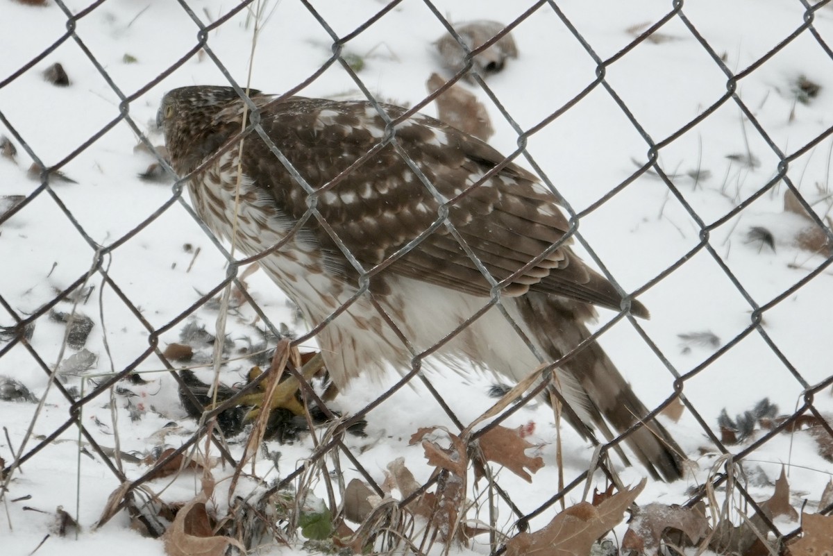 Cooper's Hawk - ML628716771