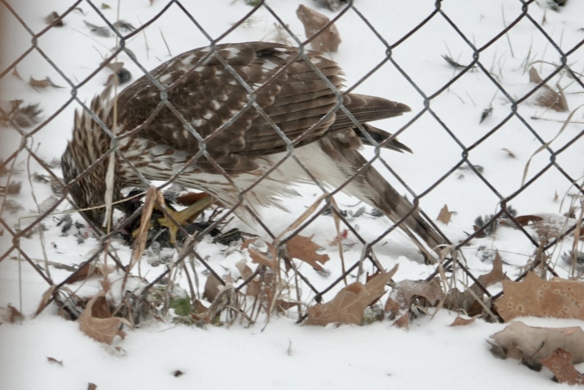 Cooper's Hawk - ML628716772