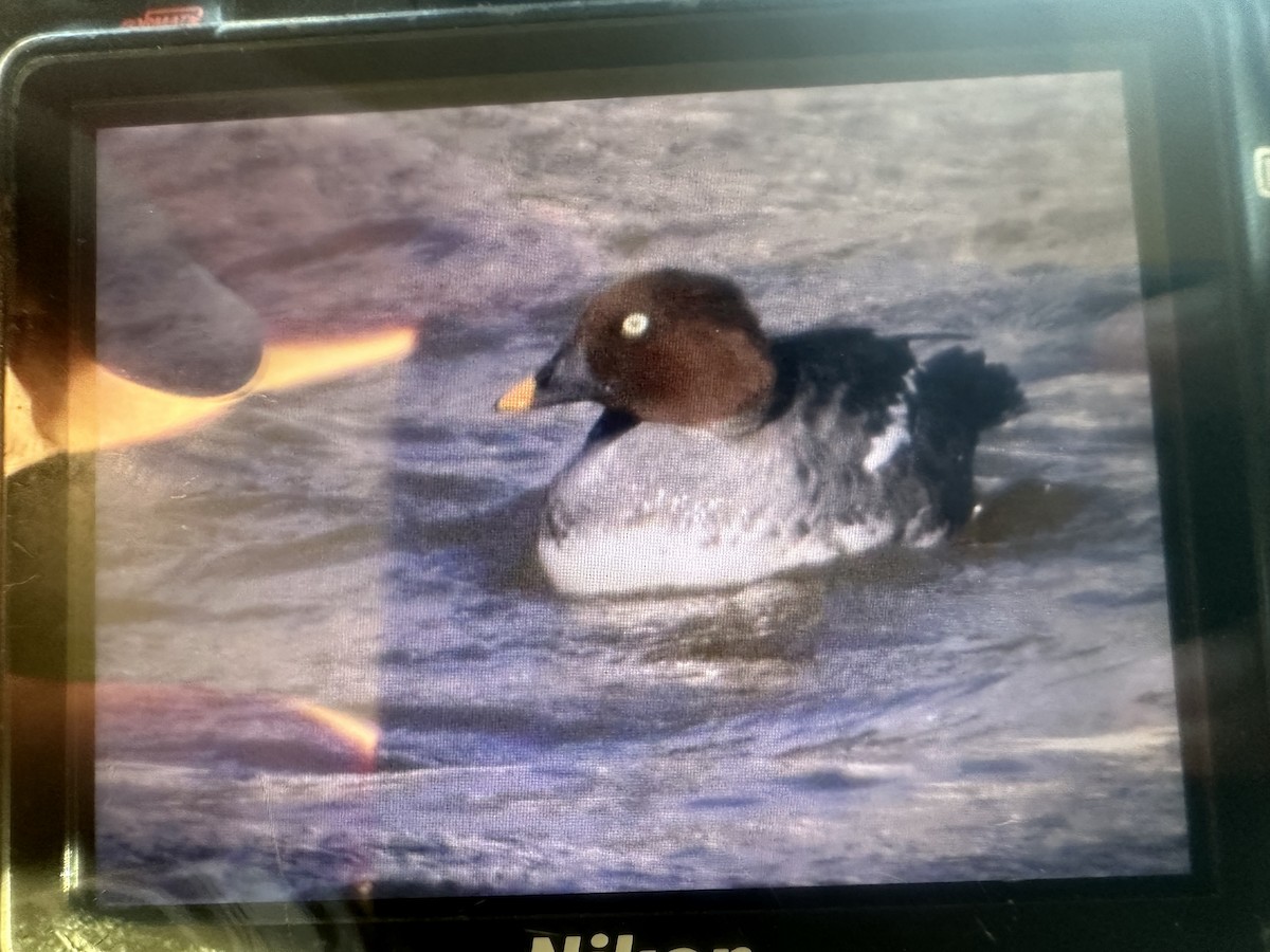 Common Goldeneye - ML628716824