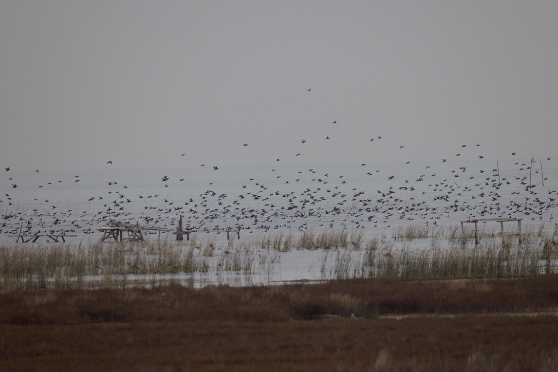 Eurasian Coot - ML628716966