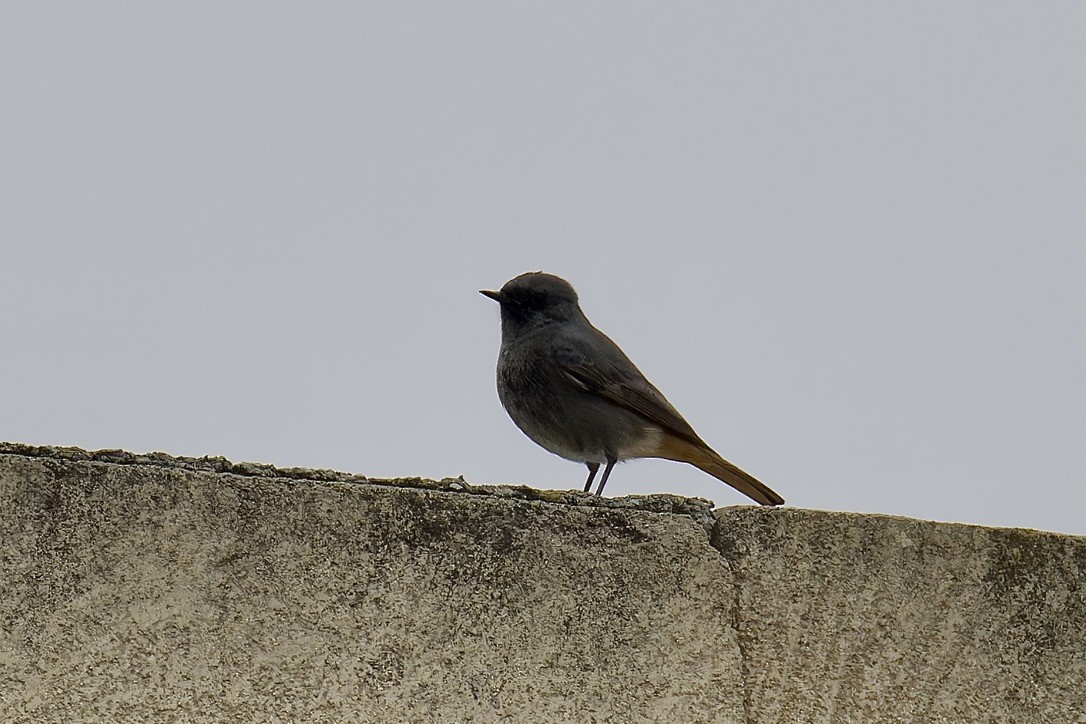 Black Redstart - ML628716971