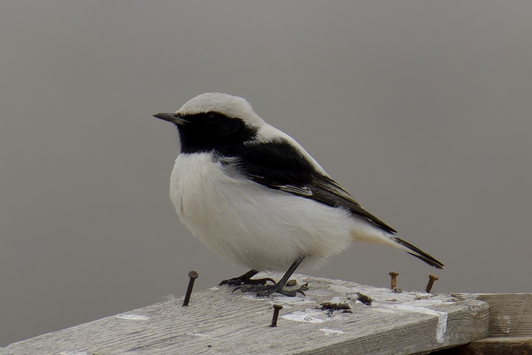 Finsch's Wheatear - ML628717009
