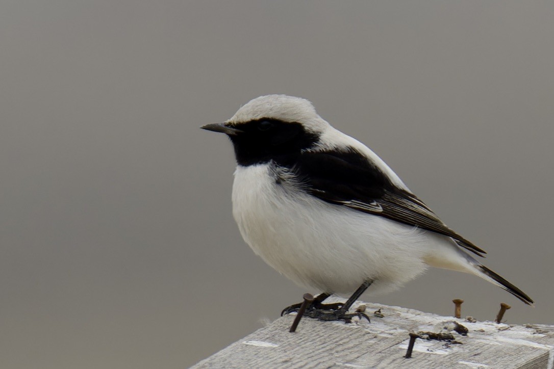 Finsch's Wheatear - ML628717010