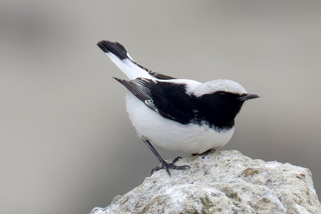 Finsch's Wheatear - ML628717011