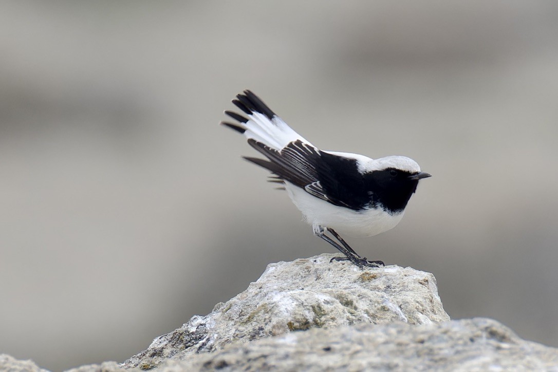 Finsch's Wheatear - ML628717012