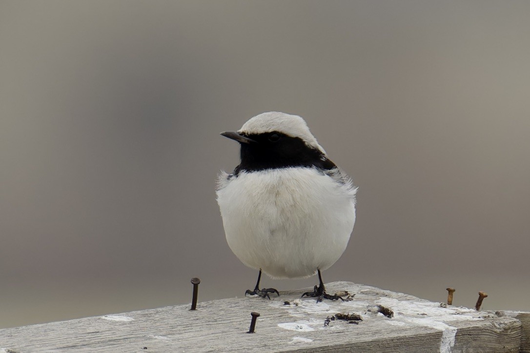 Finsch's Wheatear - ML628717013