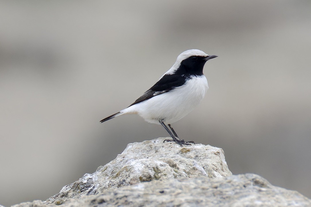 Finsch's Wheatear - ML628717014