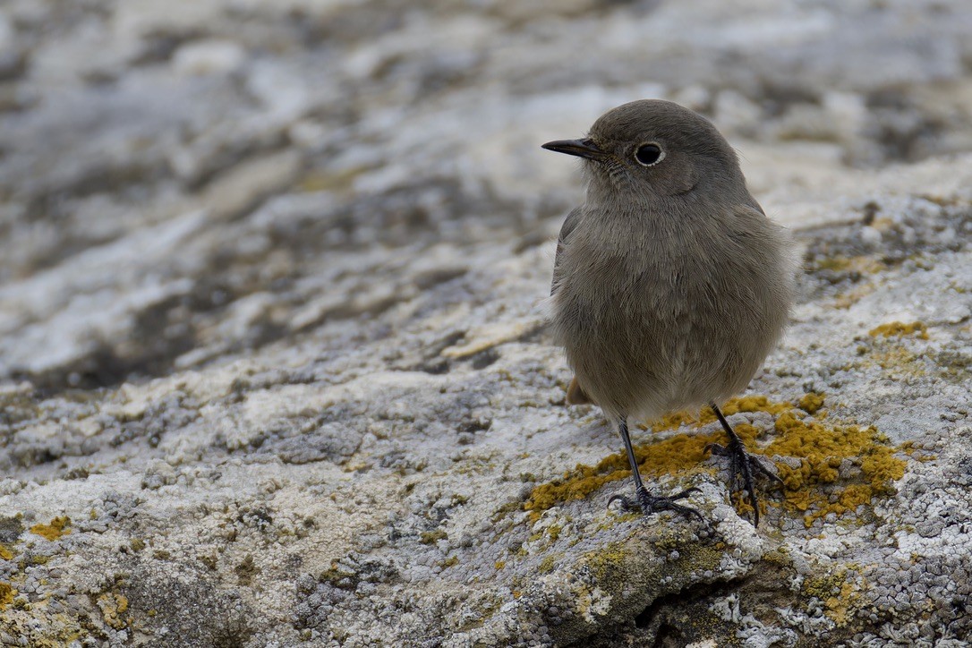 Black Redstart - ML628717035