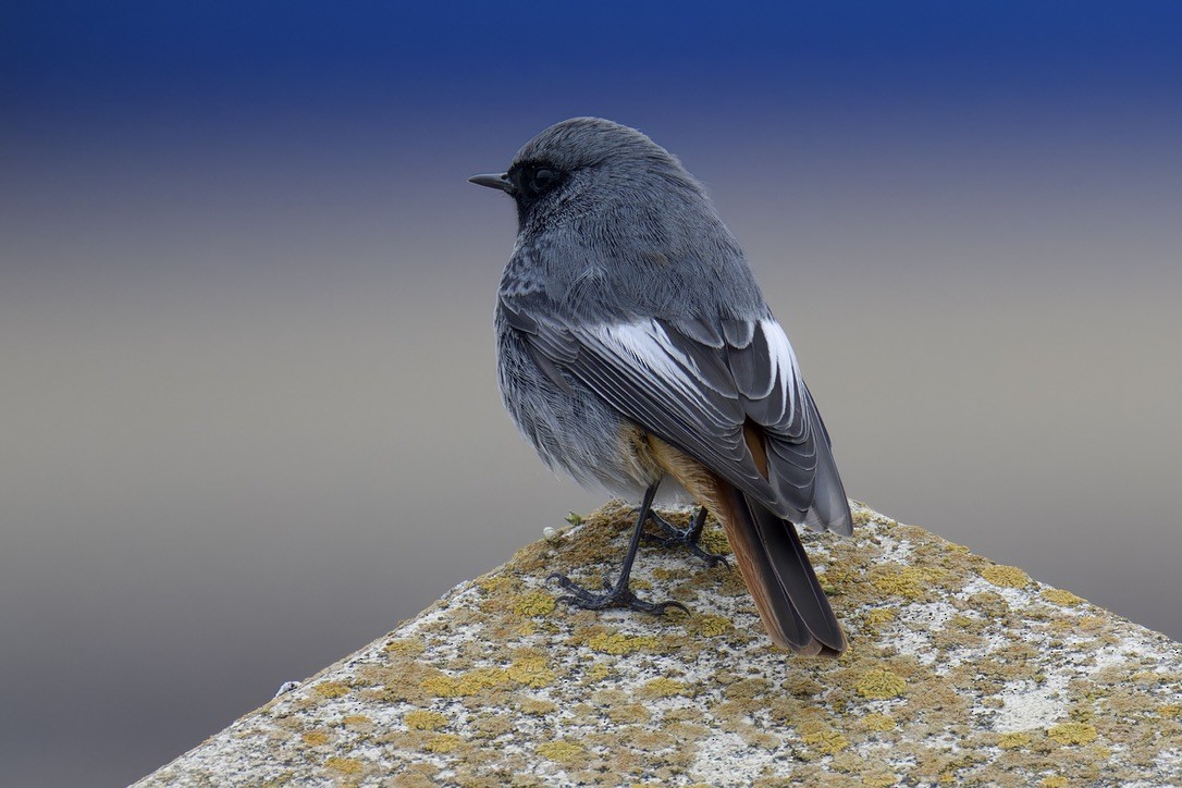 Black Redstart (Western) - ML628717039