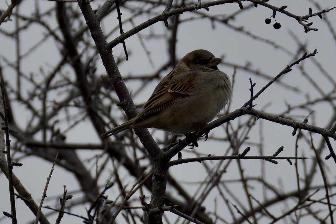 House Sparrow - ML628717060
