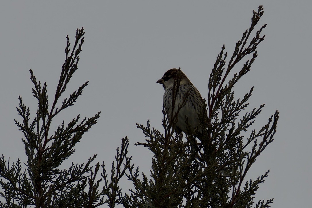Spanish Sparrow - ML628717068