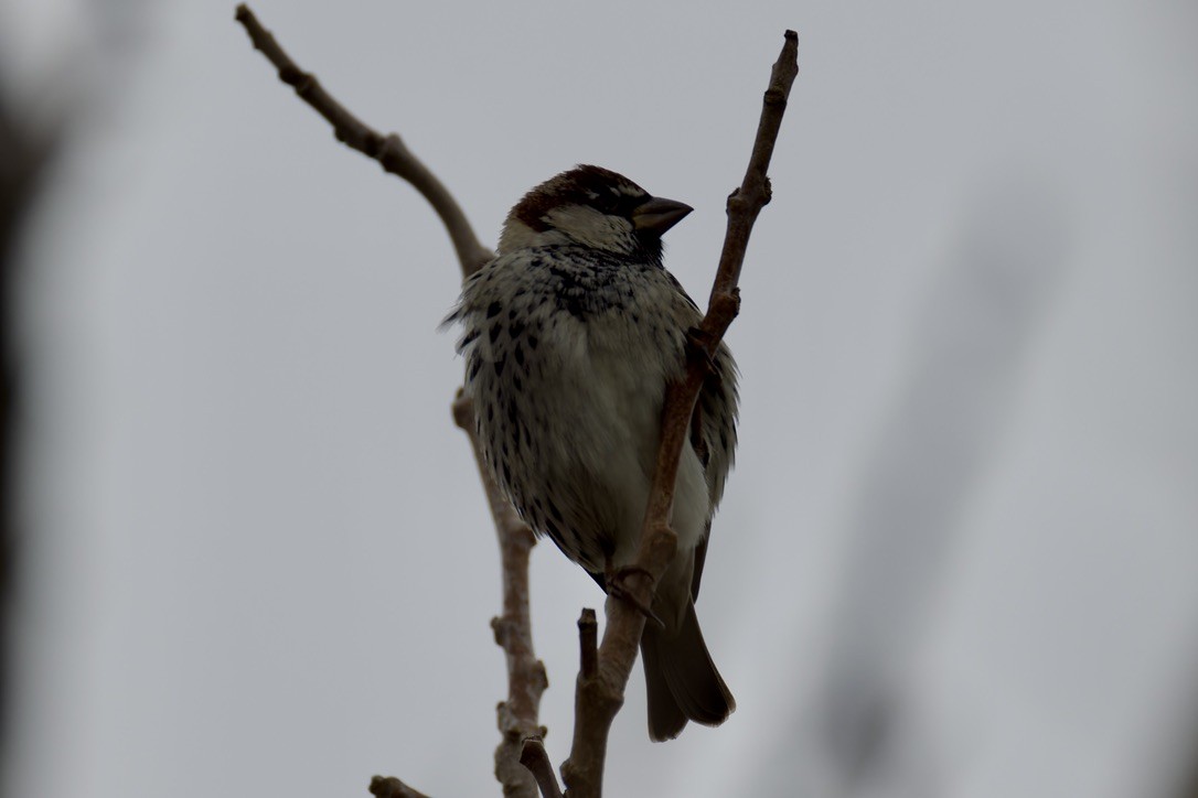 Spanish Sparrow - ML628717069