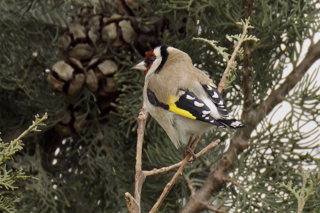 European Goldfinch - ML628717071
