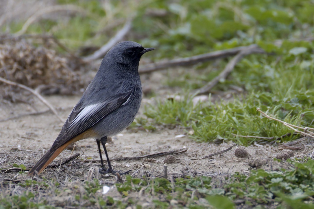 Black Redstart (Western) - ML628717089