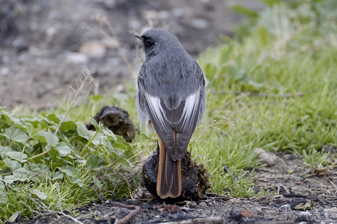 Black Redstart (Western) - ML628717090