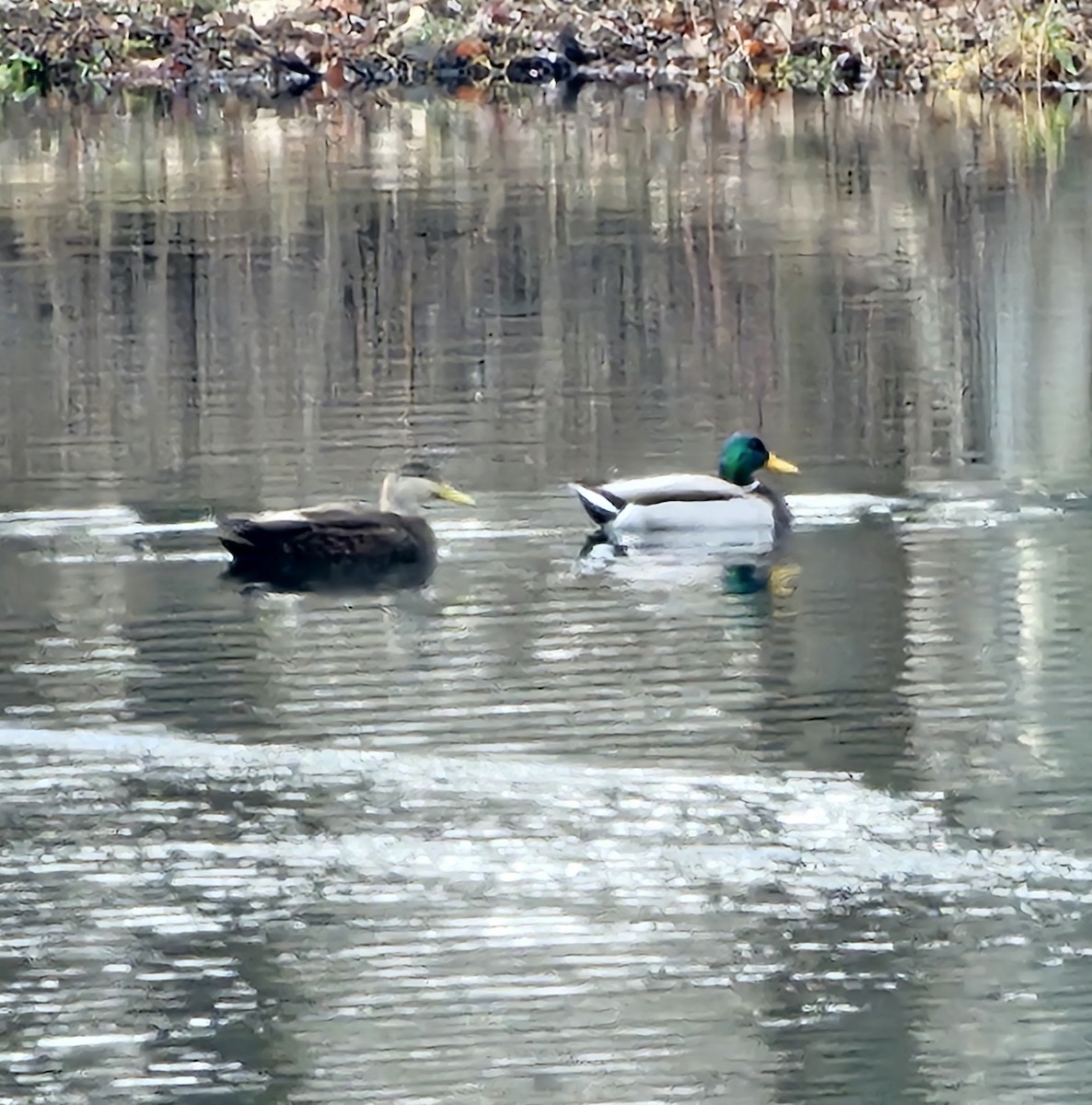American Black Duck - ML628717205