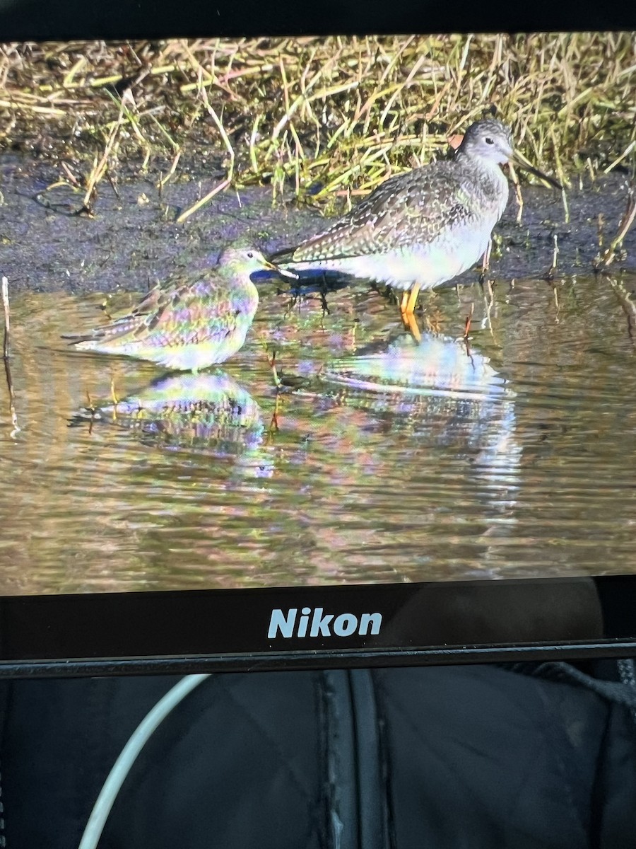 Lesser Yellowlegs - ML628717206