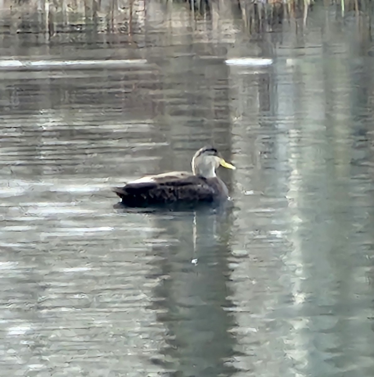 American Black Duck - ML628717208