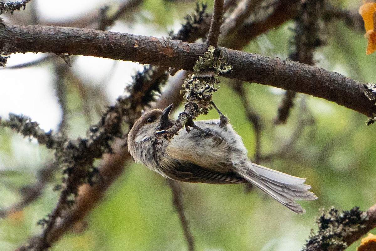 Gray-headed Chickadee - ML628717232