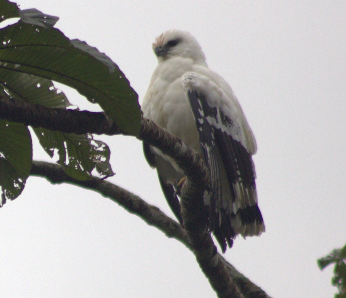 White Hawk - ML628717358