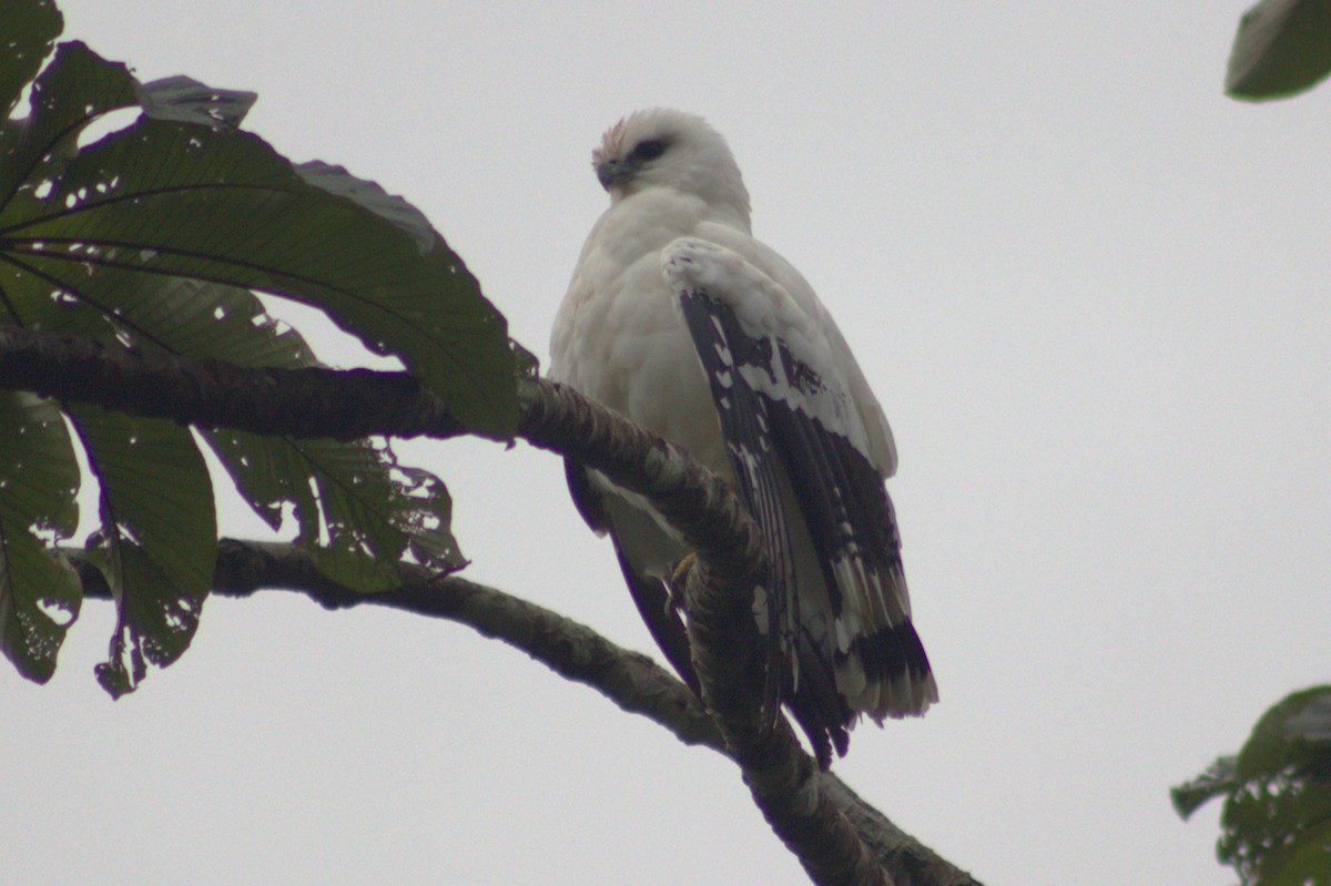 White Hawk - ML628717361