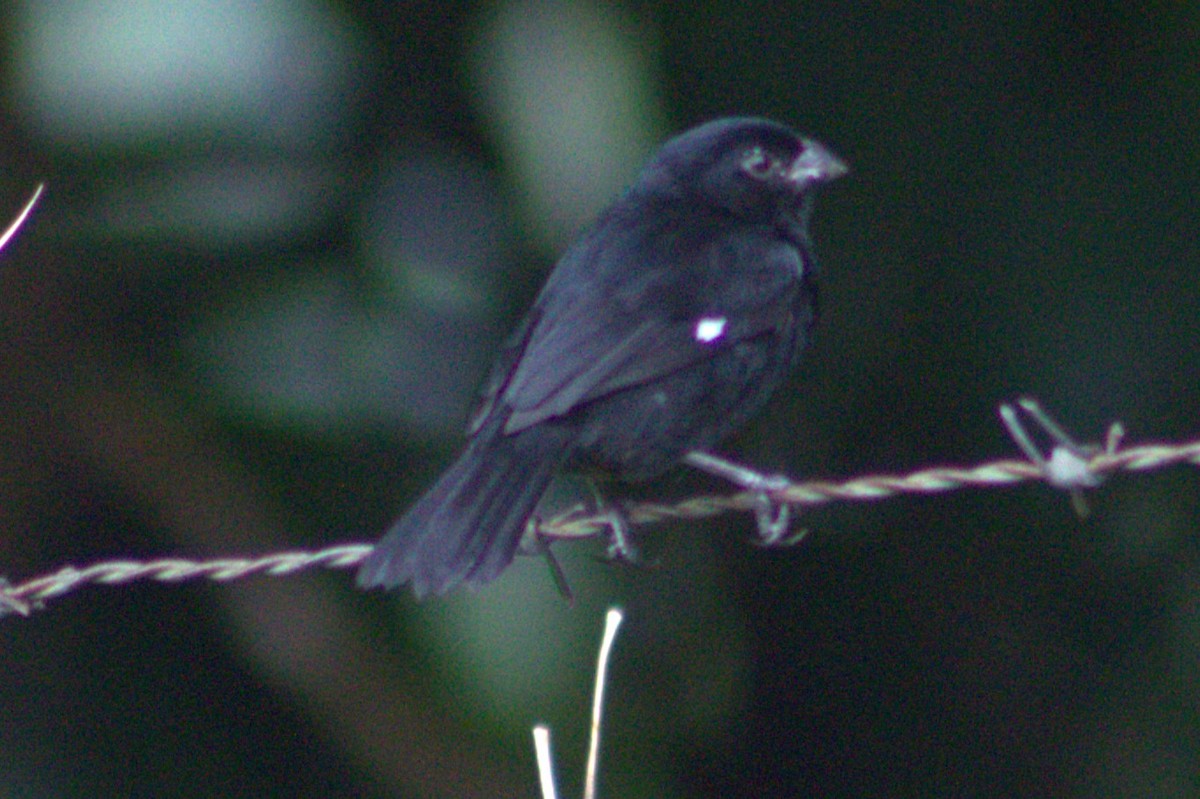 Variable Seedeater - ML628717387