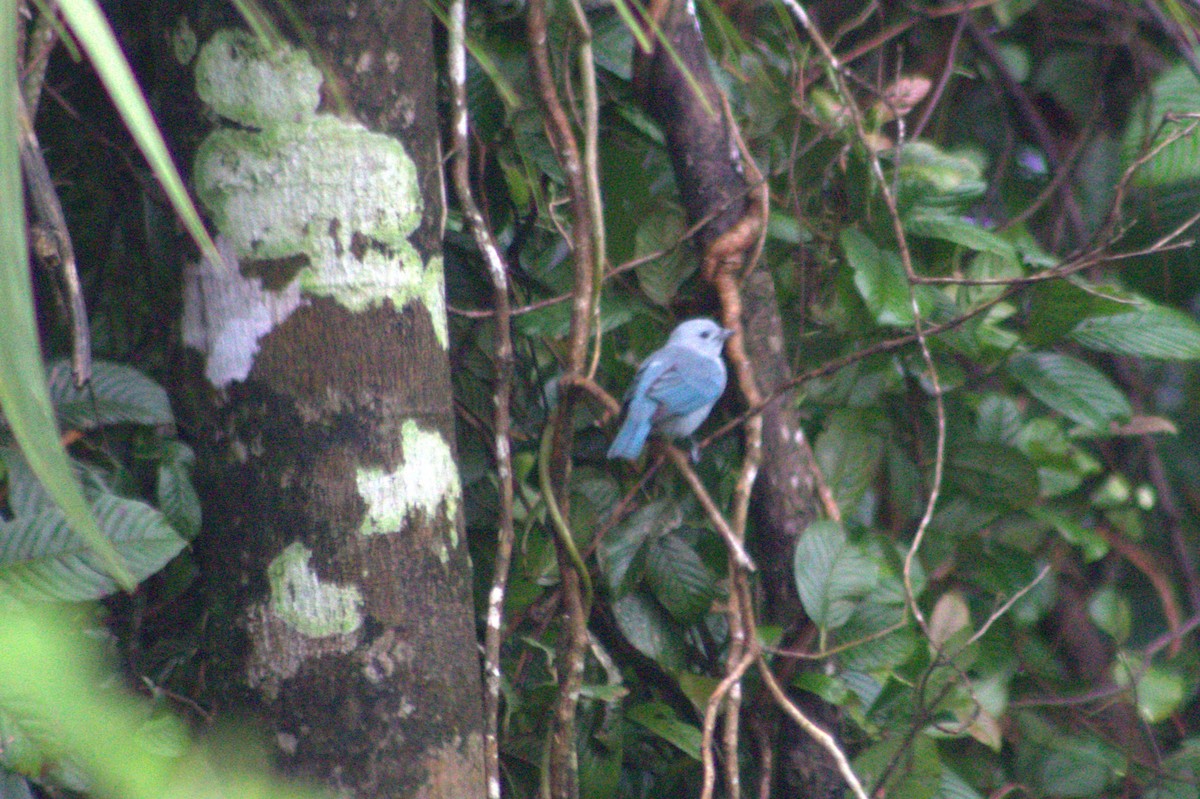 Blue-gray Tanager - ML628717402