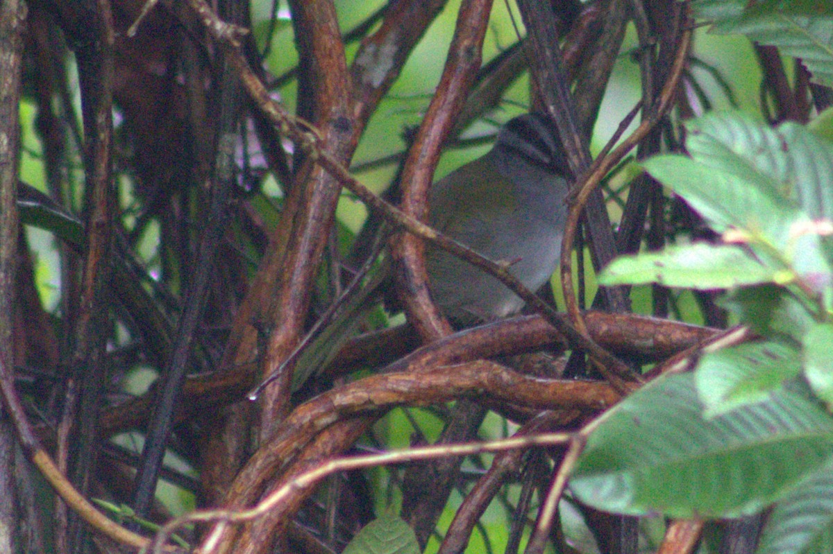 Black-striped Sparrow - ML628717417