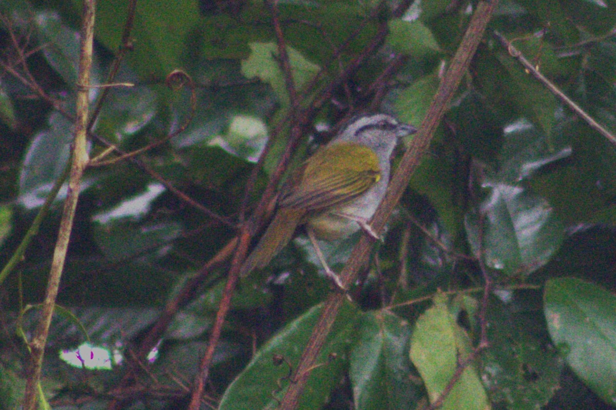 Black-striped Sparrow - ML628717420