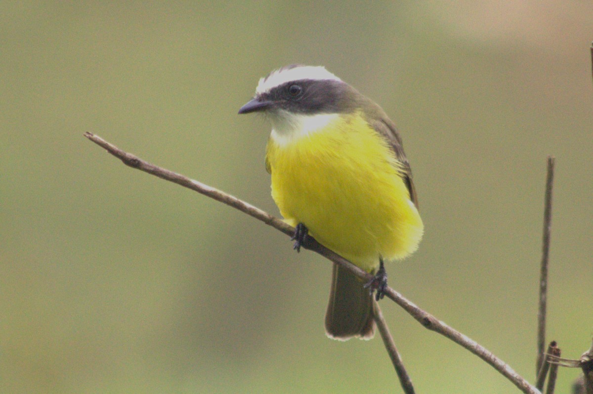 Social Flycatcher - ML628717433