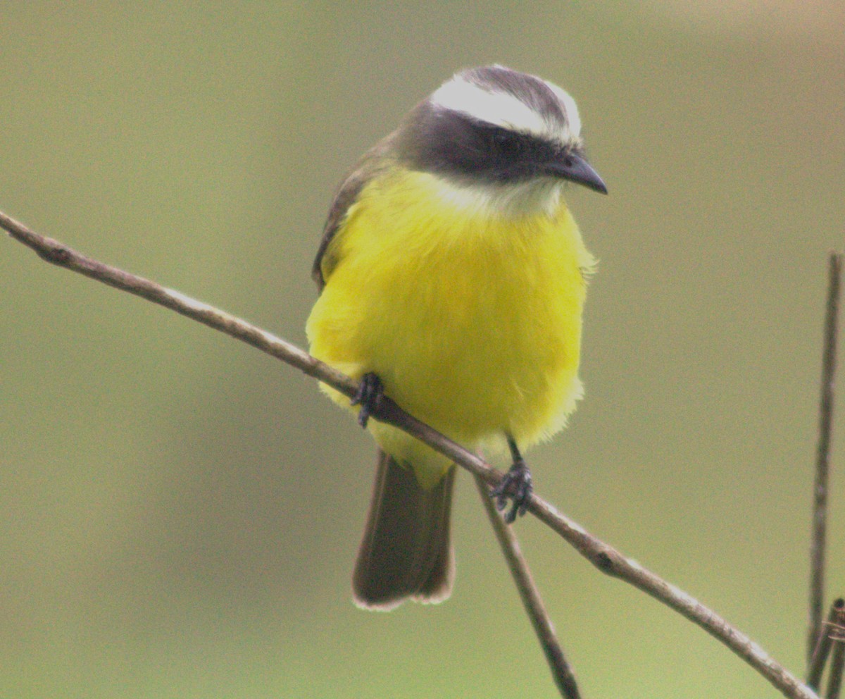 Social Flycatcher - ML628717434