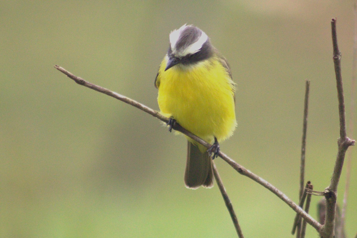 Social Flycatcher - ML628717435