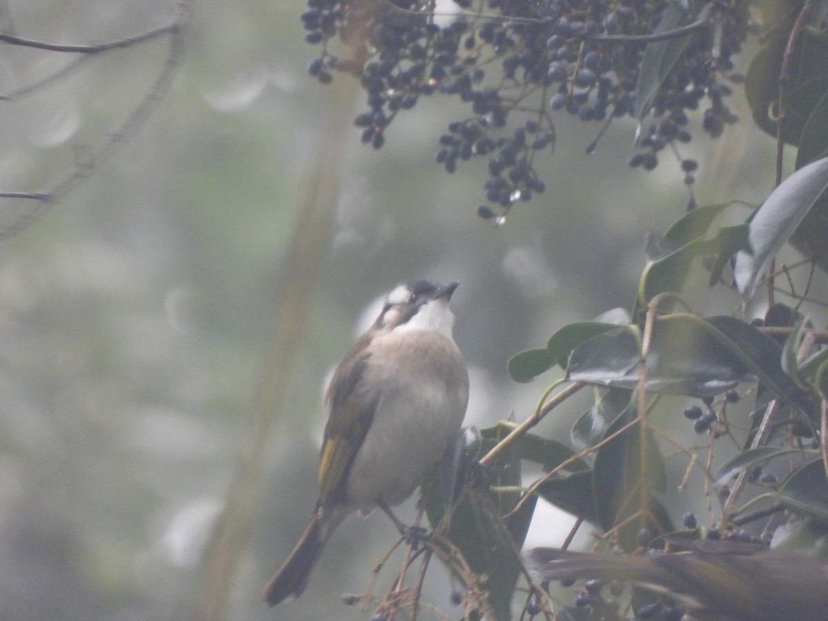 Light-vented Bulbul - ML628717500