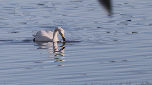 Whooper Swan - ML628717518