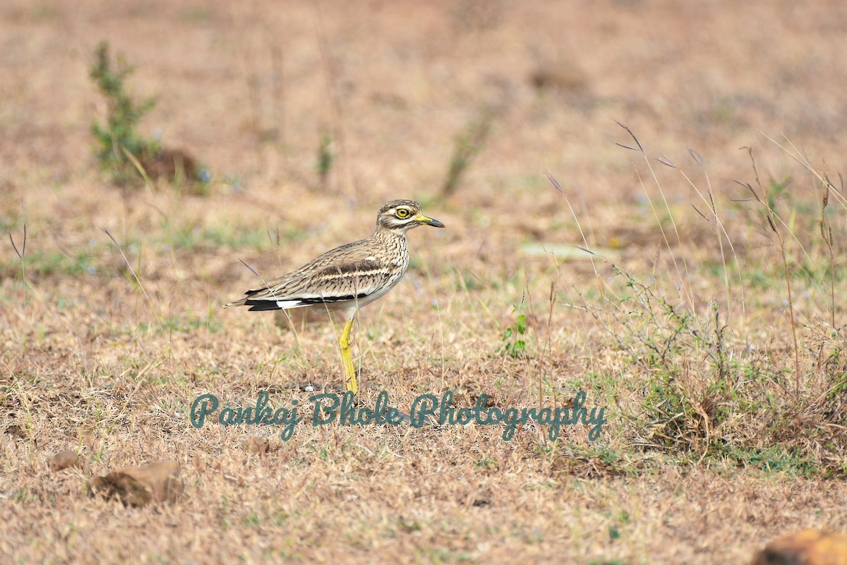 Indian Thick-knee - ML628717568