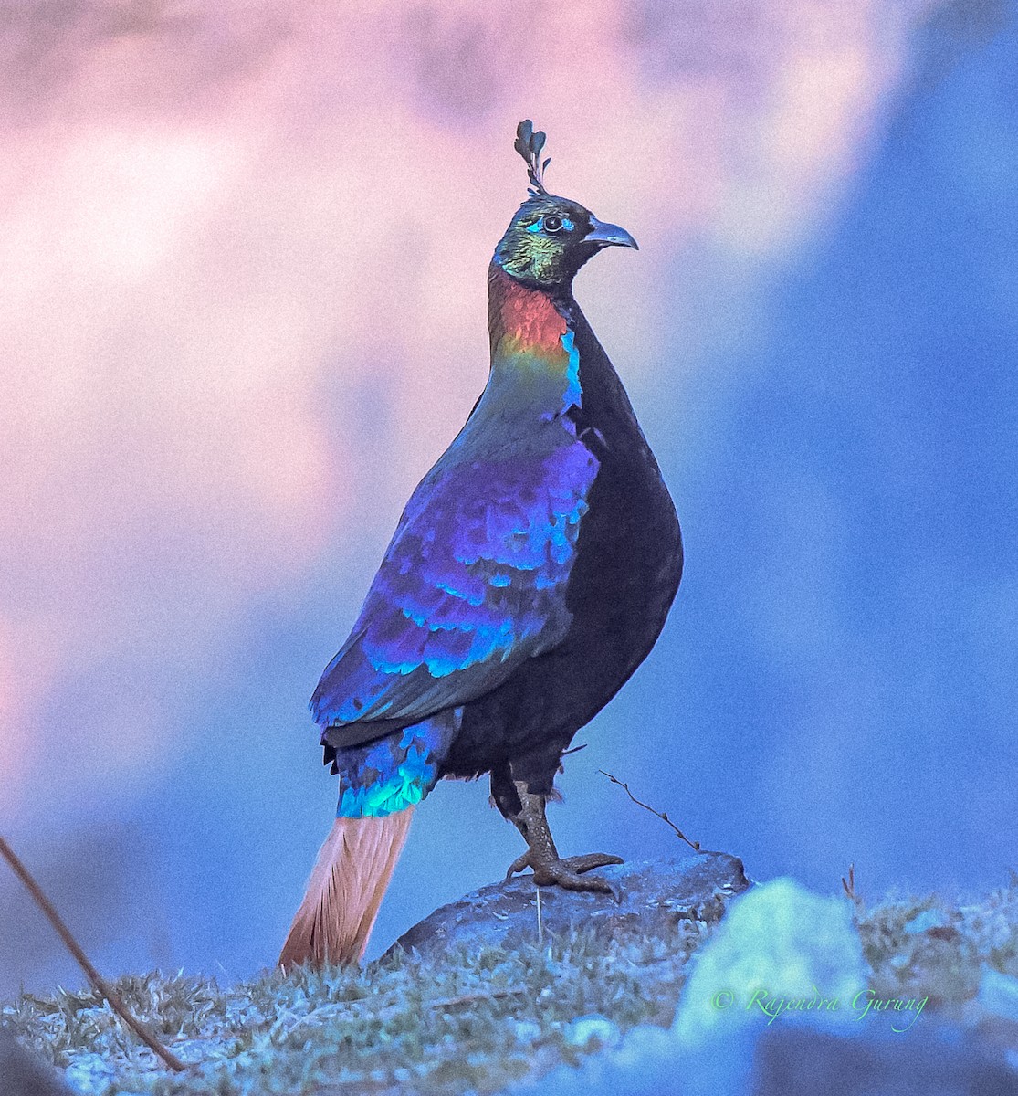 monal lesklý - ML628717637