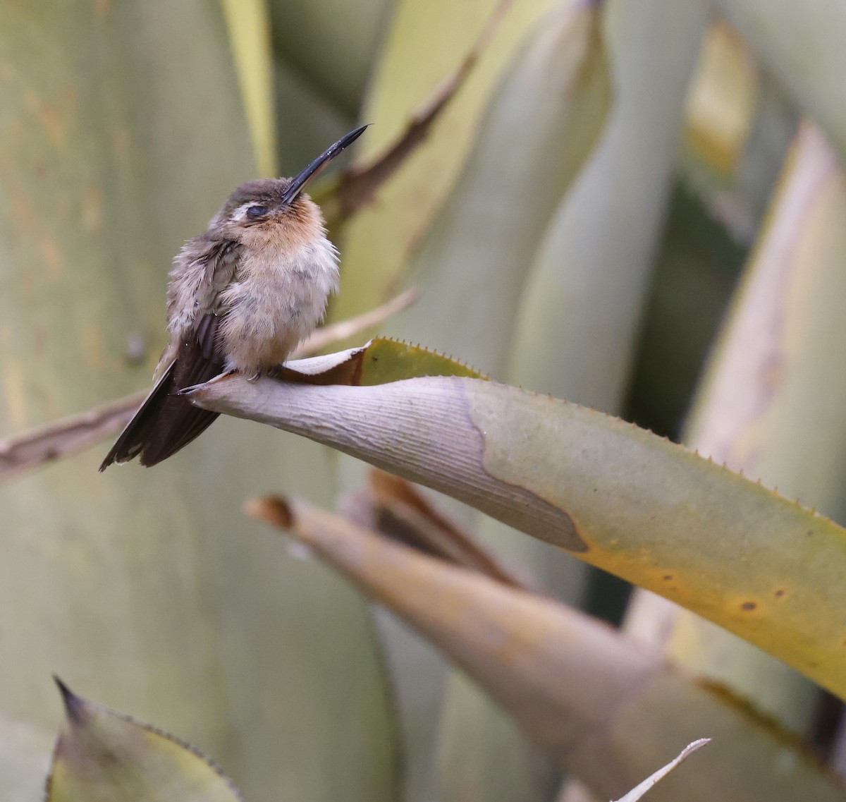 Hook-billed Hermit - ML628717676