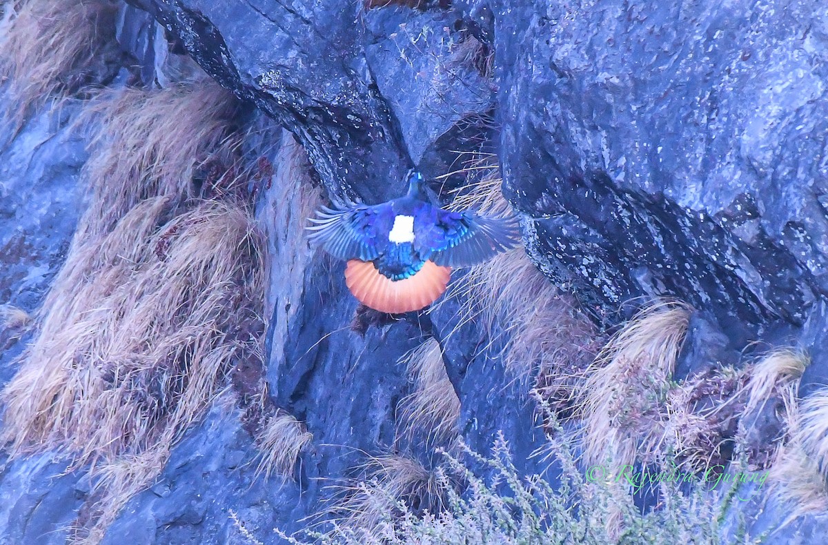 monal lesklý - ML628717709