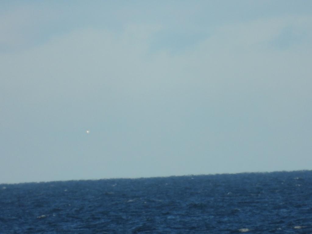 Northern Gannet - ML628717742