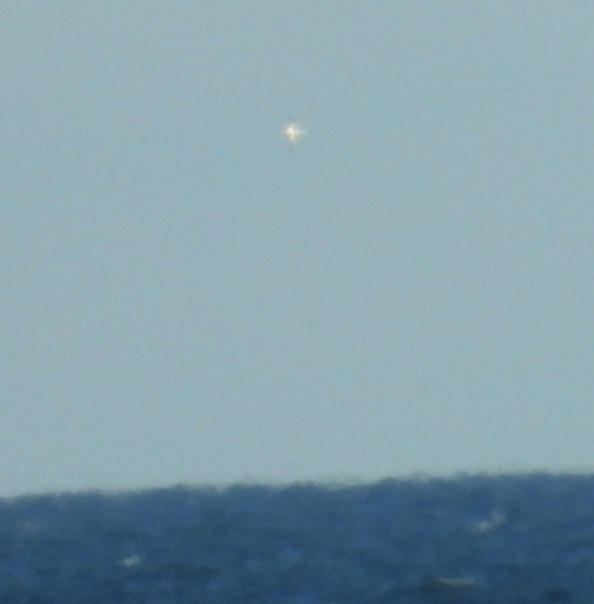 Northern Gannet - ML628717743