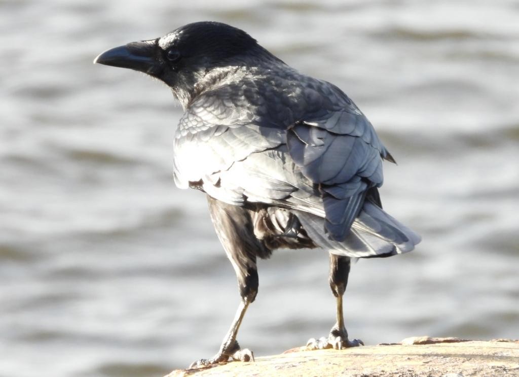 Carrion Crow - ML628717753