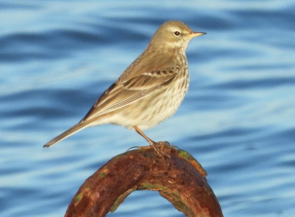 Water Pipit - ML628717759