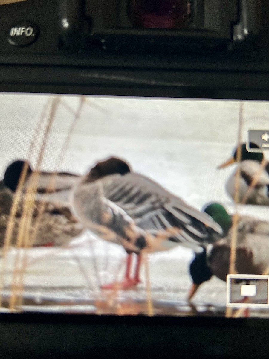 Pink-footed Goose - ML628717787