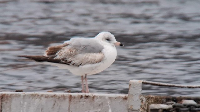 racek kroužkozobý - ML628717803