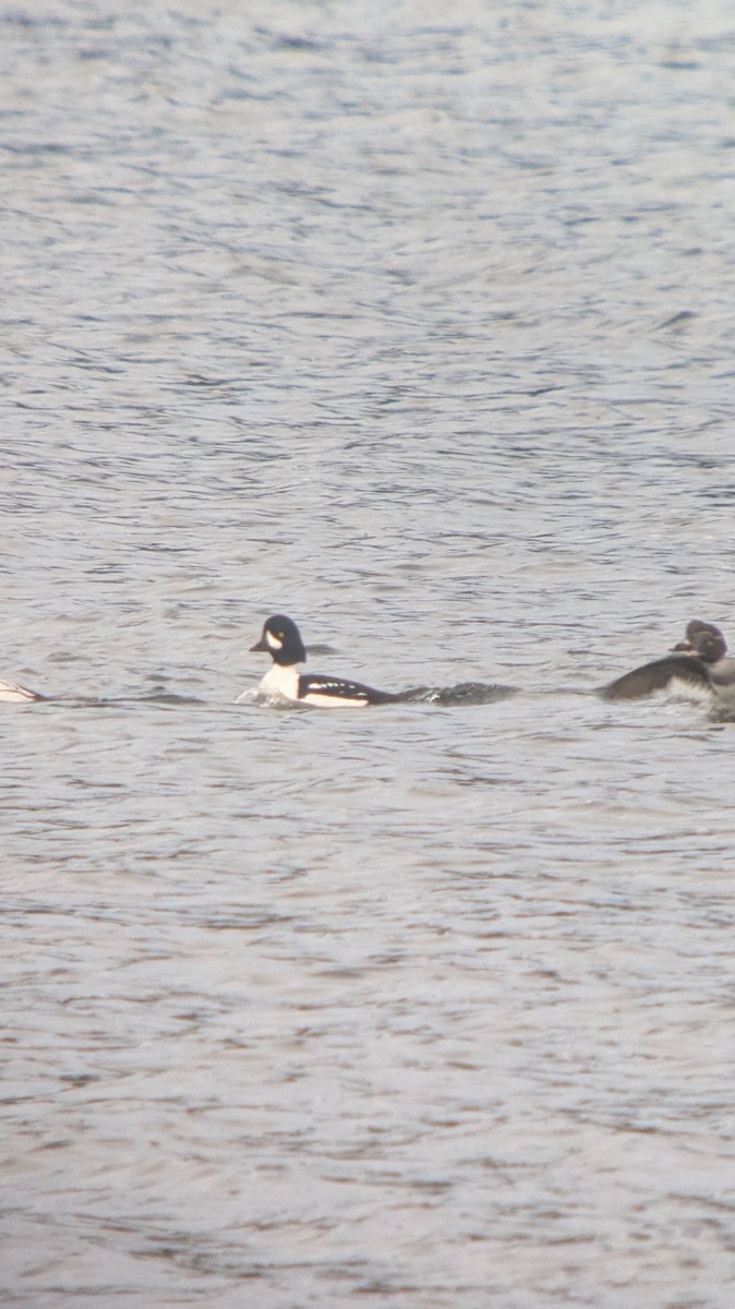 Barrow's Goldeneye - ML628717847