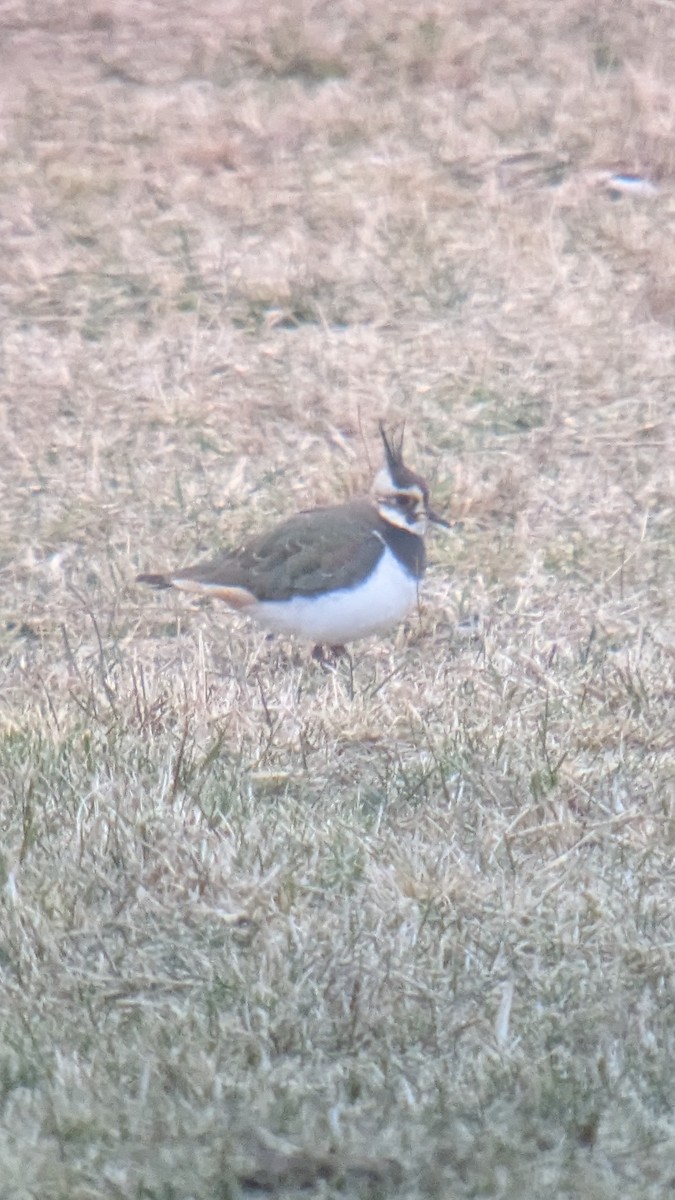 Northern Lapwing - ML628717872