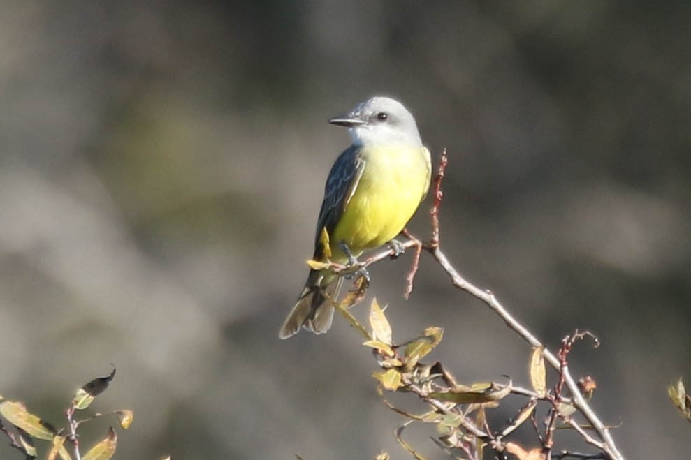Tropical Kingbird - ML628718200