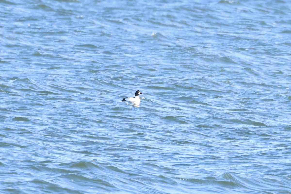 Common Goldeneye - ML628718299